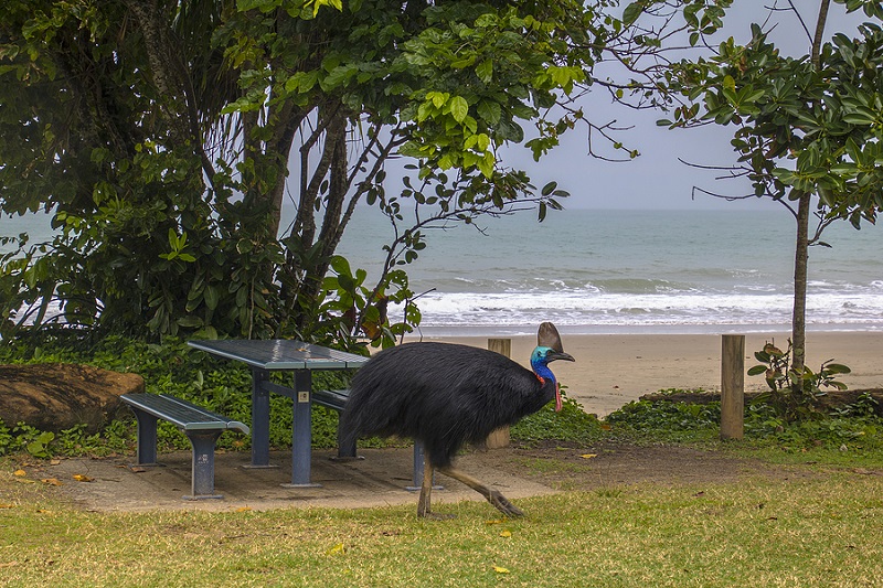 A Southern Cassowary at Etty Bay