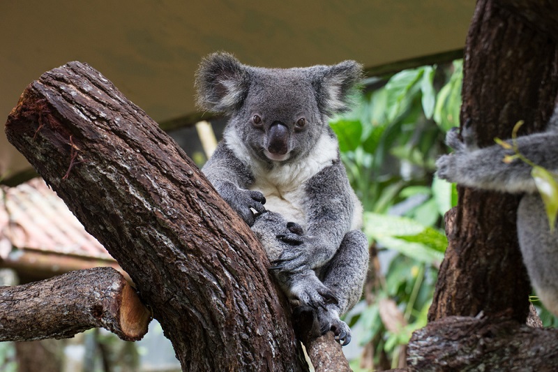 Cute Koala at the Kuranda Koala Gardens