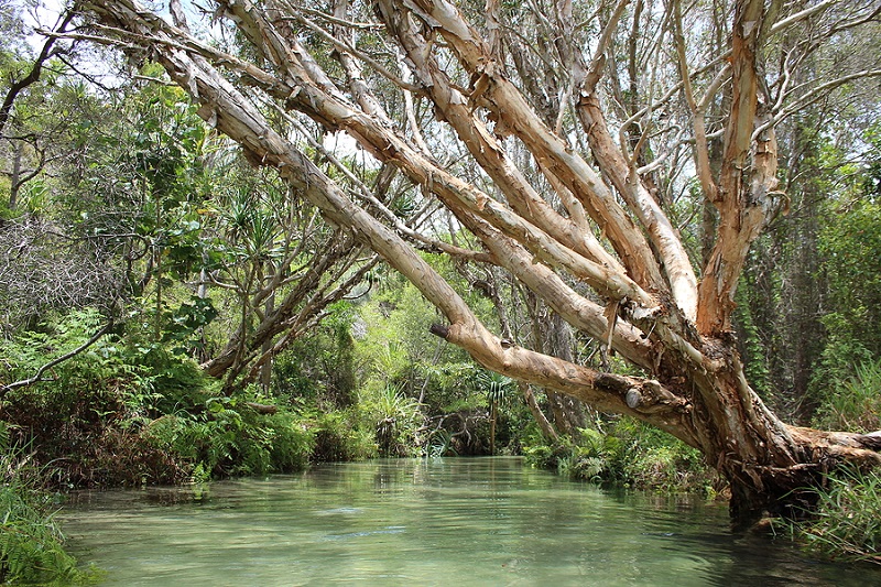 Eli Creek on Fraser Island