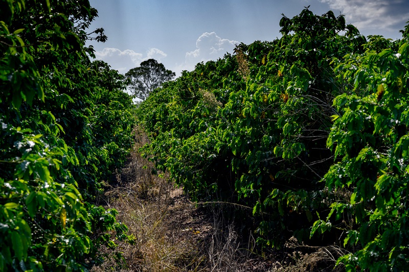Jaques Coffee Plantation