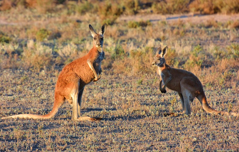 Kinchega National Park Broken Hill