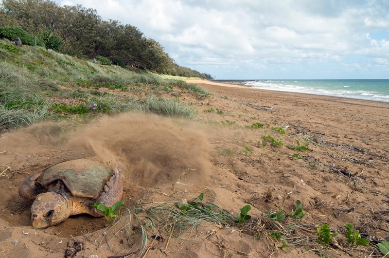 Mon Repos beach Turtle Encounter
