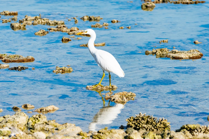 The Eastern white egret on Lady Elliot Island