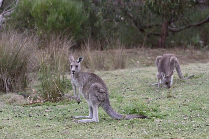 Kangaroos At Anglesea Golf Course